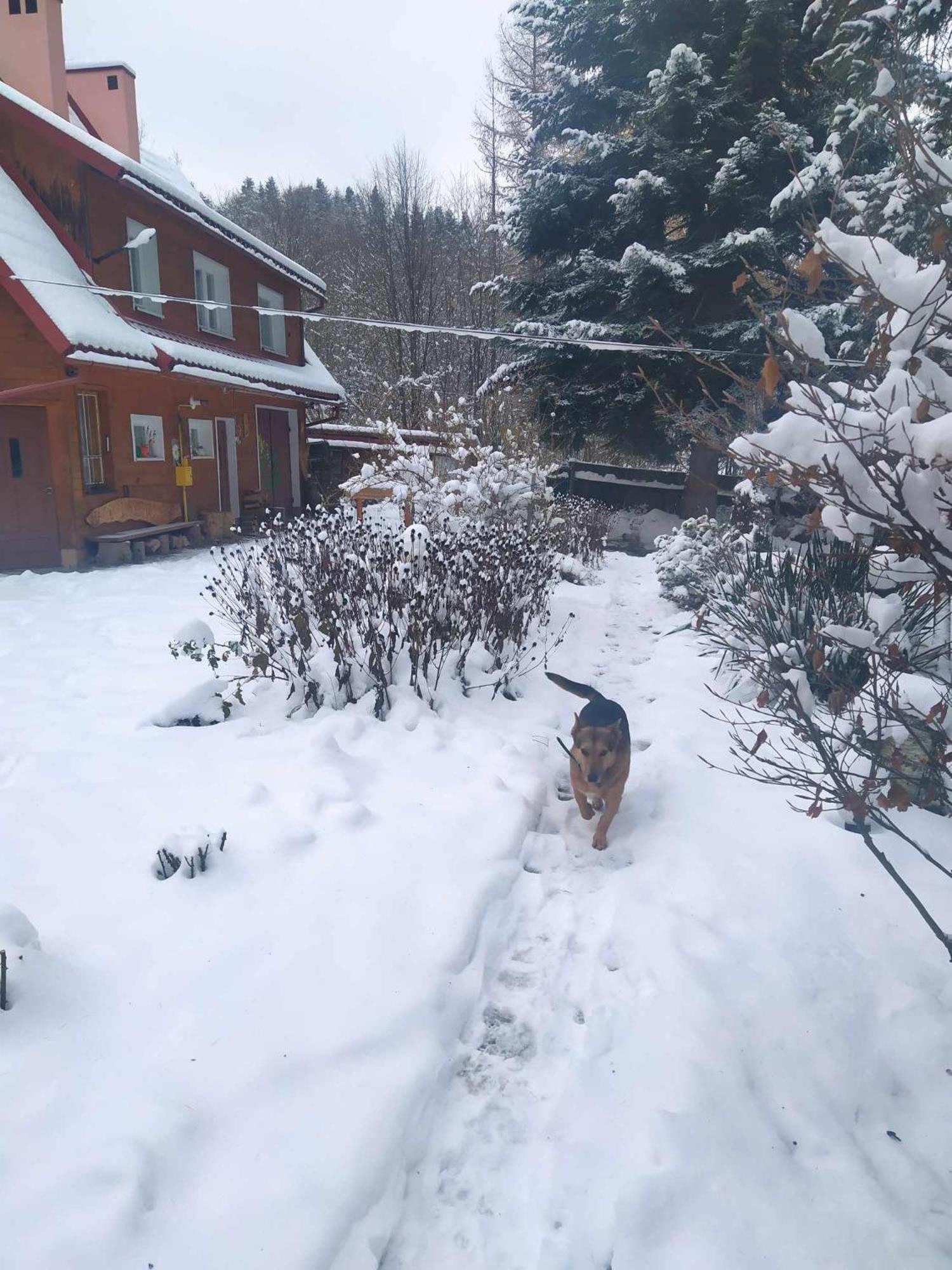 Agroturystyka U Psotki Kuzmina Extérieur photo