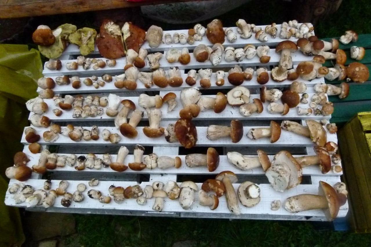 Agroturystyka U Psotki Kuzmina Extérieur photo
