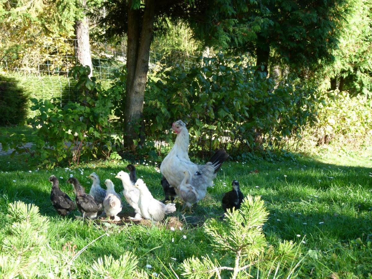 Agroturystyka U Psotki Kuzmina Extérieur photo